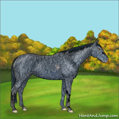 Horse Color:ERROR: UNKNOWN ANOMALY