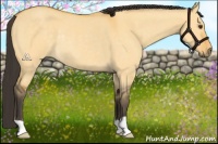 Horse Color:Buckskin Dun Rabicano 