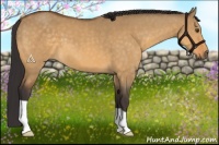Horse Color:Buckskin Dun 