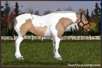 Horse Color:Bay Dun Tobiano 