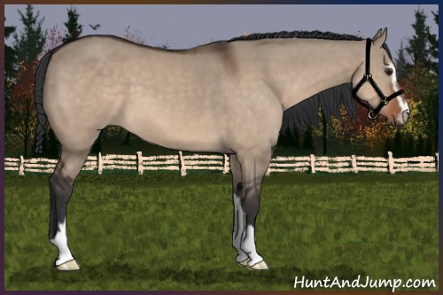 Horse Color:Brown Dun Sabino 