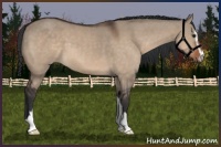 Horse Color:Brown Dun Sabino 