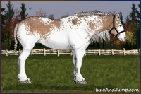 Horse Color:White Spotted Silver Brown Dun
