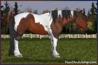 Horse Color:Brown Tobiano 