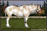 Horse Color:White Spotted Silver Bay Dun