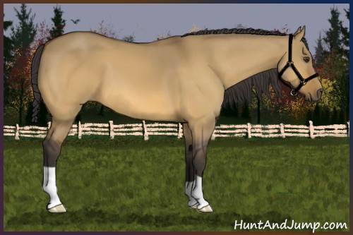 Horse Color:Buckskin Dun