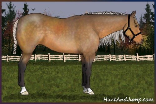 Horse Color:Silver Buckskin 