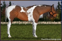 Horse Color:Buckskin Tobiano 