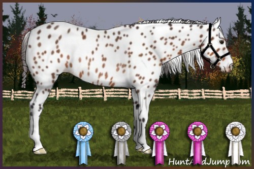 Horse Color:Buckskin Leopard Rabicano 
