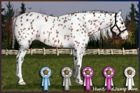 Horse Color:Buckskin Leopard Rabicano 