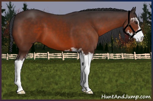 Horse Color:Brown Sabino 