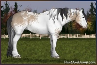 Horse Color:White Spotted Brown Dun