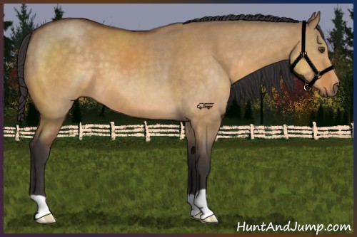 Horse Color:Buckskin Dun 