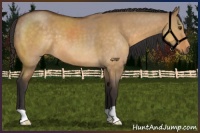 Horse Color:Buckskin Dun 