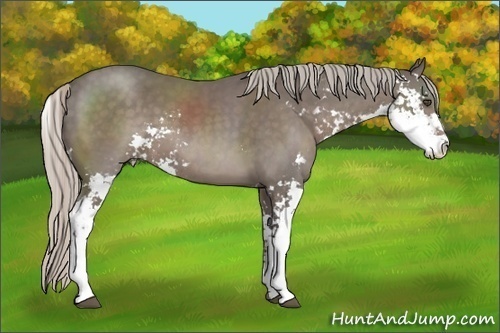 Horse Color:Silver Black Sabino 