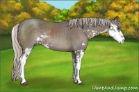 Horse Color:Silver Black Sabino 