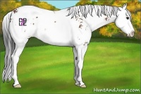 Horse Color:Bay Sabino Splash 