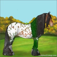 Horse Color:Brown Appaloosa 