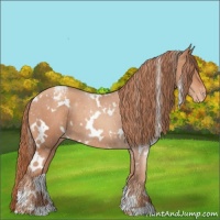 Horse Color:White Spotted Gold Champagne Appaloosa 