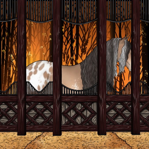 Horse Color:White Spotted Sable Champagne Appaloosa 