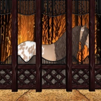 Horse Color:White Spotted Amber Champagne Appaloosa 