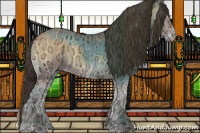 Horse Color:Buckskin Ice Onyx Rabicano