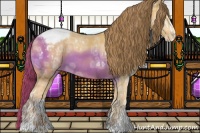 Horse Color:Amber Cream Champagne Ice Sabino Appaloosa Rabicano 