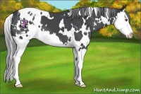 Horse Color:White Spotted Black Chinchilla Splash Appaloosa 