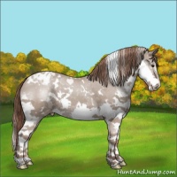 Horse Color:White Spotted Classic Champagne Sabino Splash Varnish Rabicano 
