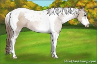 Horse Color:Black Pearl Sabino Tobiano