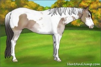 Horse Color:Classic Champagne Sabino Tobiano