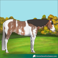 Horse Color:Bay Sabino Splash Tobiano 