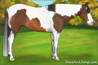 Horse Color:Bay Sabino Splash Tobiano