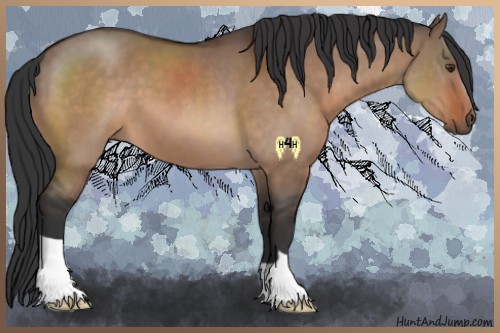 Horse Color:Brown Dun 
