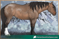 Horse Color:Brown Dun 