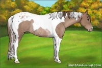 Horse Color:Black Pearl Tobiano Rabicano 
