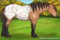 Horse Color:Bay Appaloosa