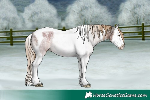 Horse Color:Liver Chestnut Ice Sabino Splash Tobiano