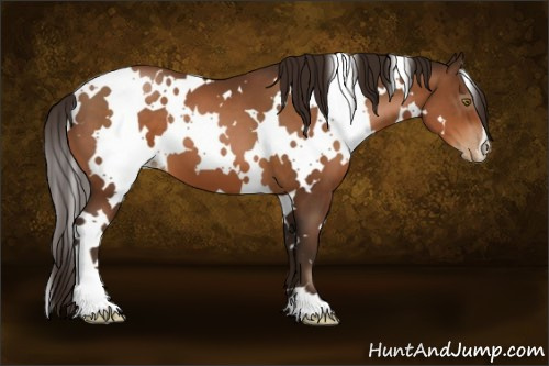 Horse Color:Gray White Spotted Brown Pearl