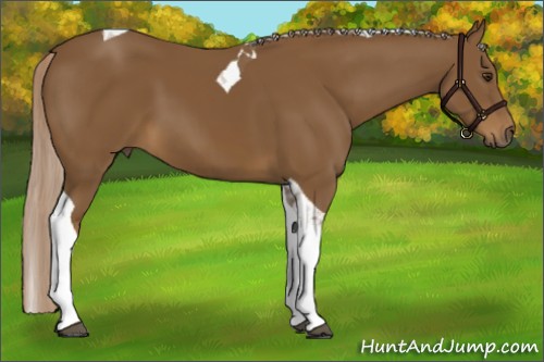 Horse Color:Chocolate Palomino Tobiano 