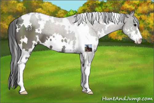Horse Color:White Spotted Grullo Sabino