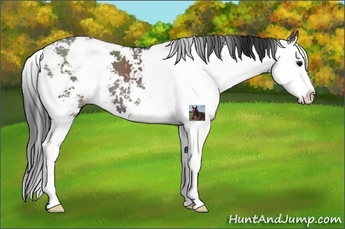 Horse Color:Grullo Sabino Splash 