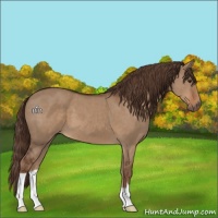 Horse Color:Liver Red Dun 