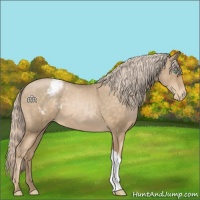Horse Color:Chocolate Palomino Pearl Varnish 