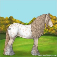 Horse Color:Perlino Sabino Blanket Rabicano