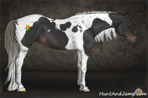 Horse Color:Liver Chestnut Tobiano 