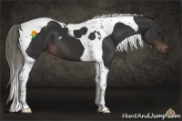 Horse Color:Liver Chestnut Tobiano