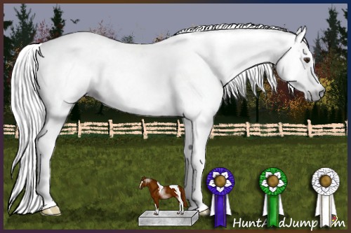 Horse Color:Gray Silver Brown Roan Tobiano Appaloosa Rabicano 