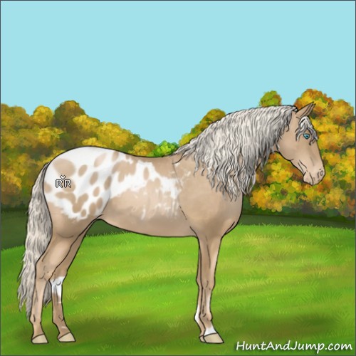 Horse Color:Chocolate Palomino Pearl Appaloosa 