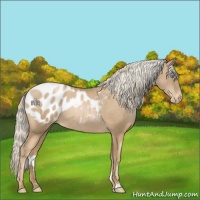 Horse Color:Chocolate Palomino Pearl Appaloosa 